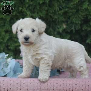 Reeses, West Highland Terrier Puppy